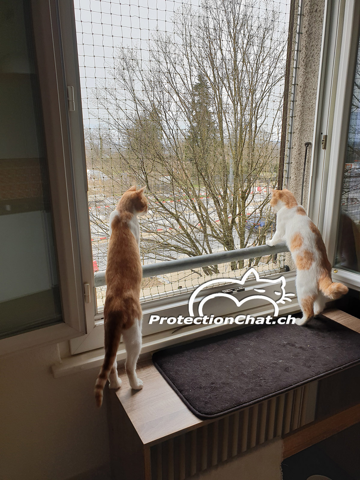 On installe un filet de protection pour chats sur notre fenêtre ! — The  Little Carnivore